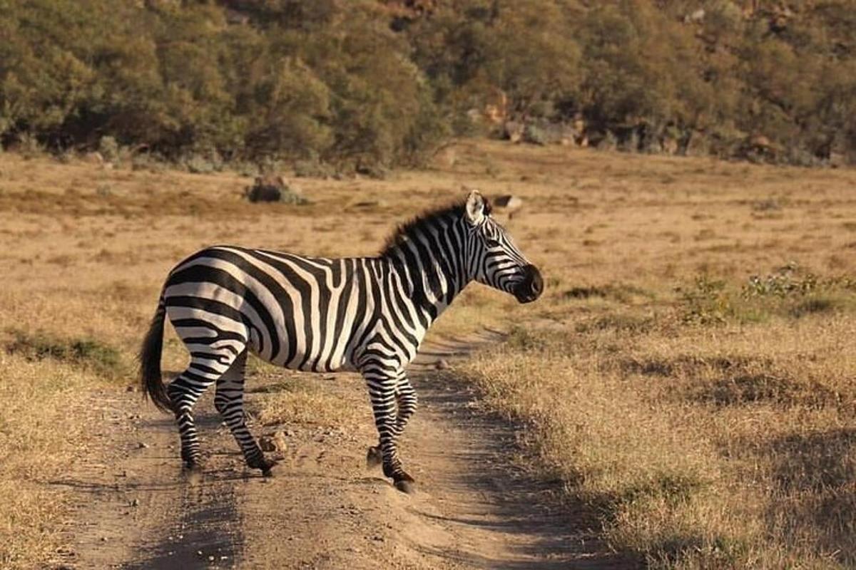 en zebra, der krydser en grusvej i en mark