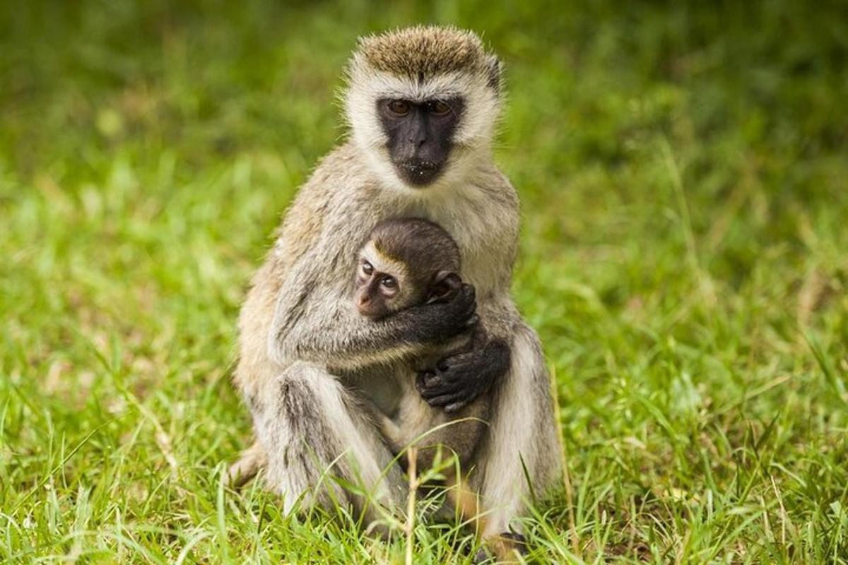 una scimmia e il suo cucciolo seduti sull'erba