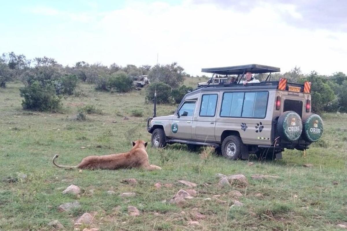 a lion laying in the grass next to a vehicle