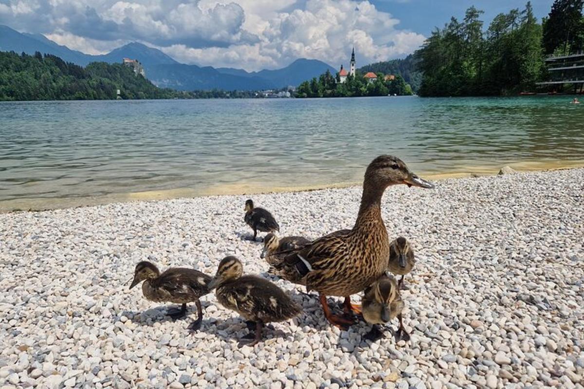 a group of ducks standing on the shore of a lake