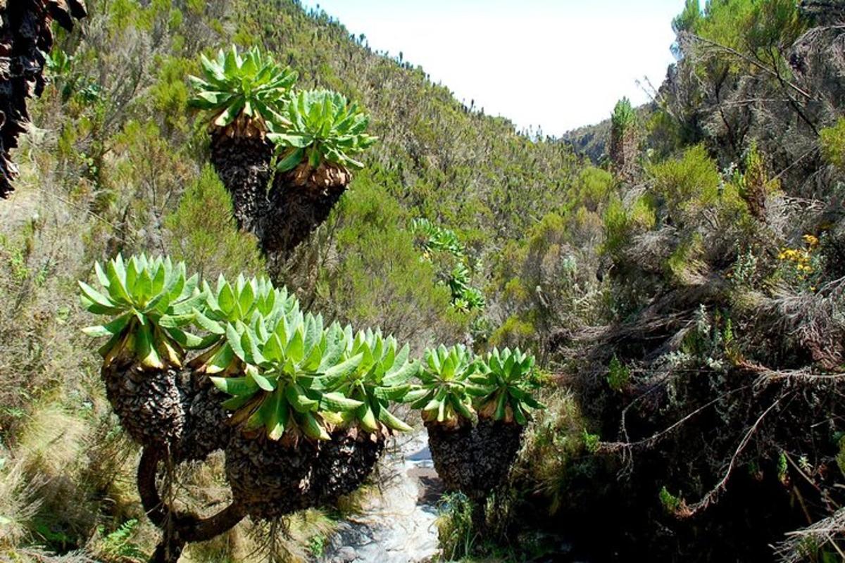 um grupo de plantas na encosta de uma montanha