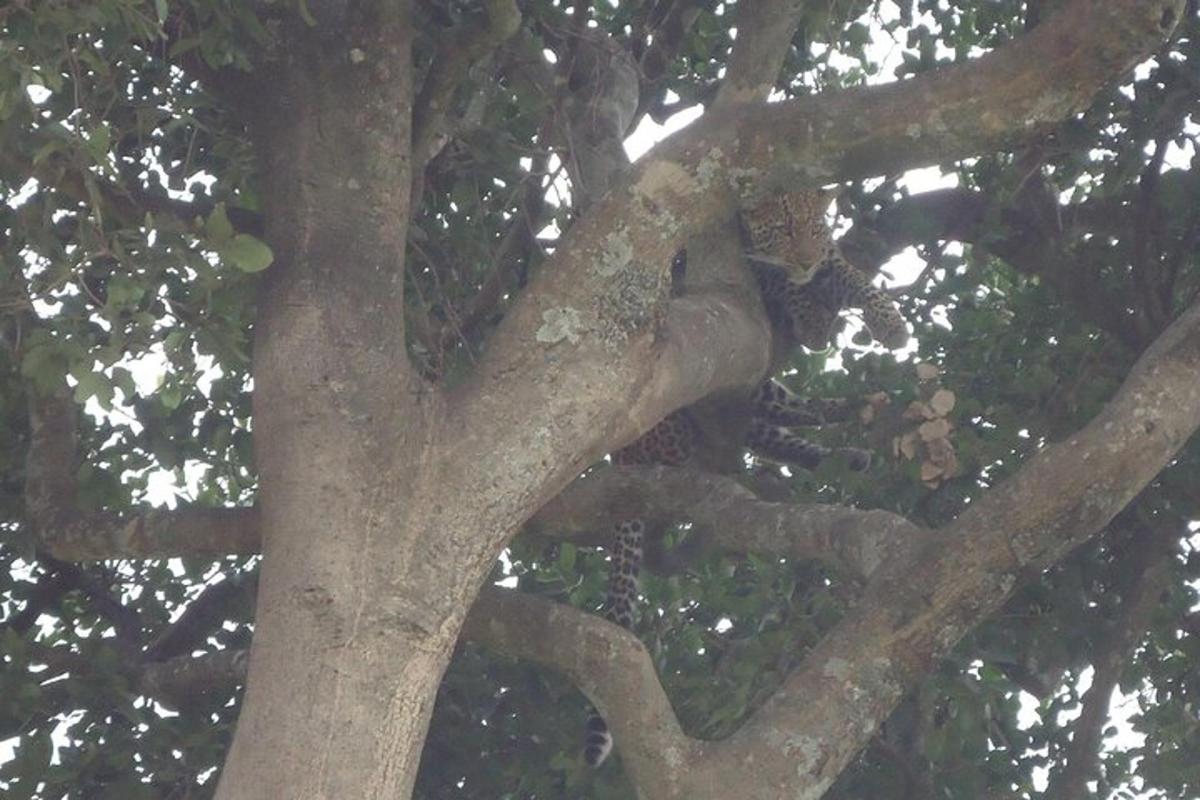 seekor koala duduk di atas pohon