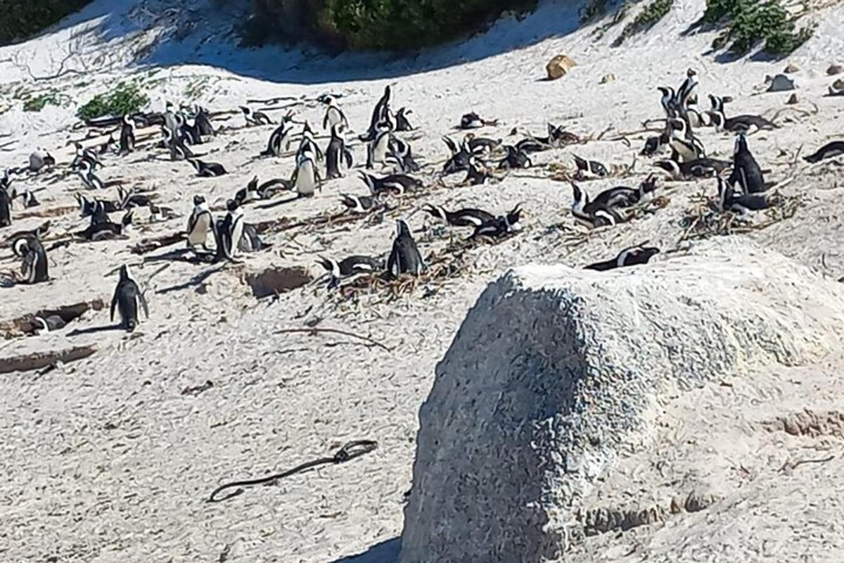 um bando de pinguins sentados em uma praia