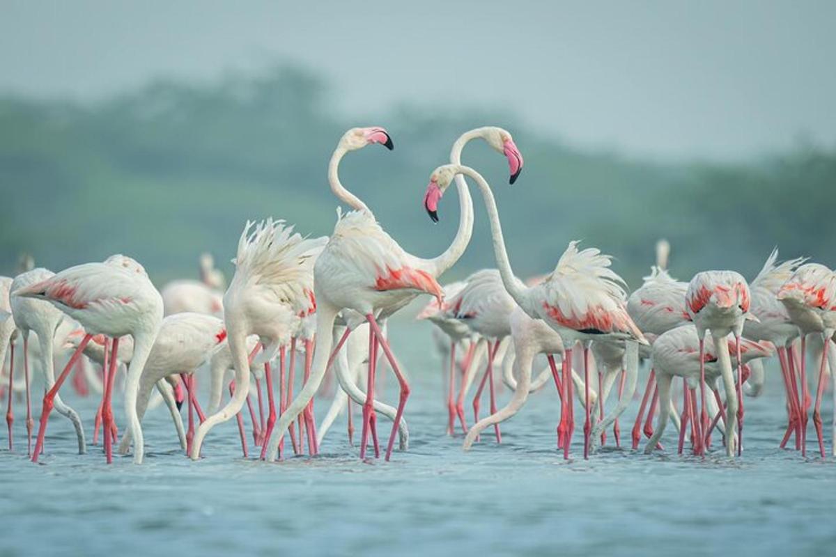 Una bandada de flamencos de pie en el agua