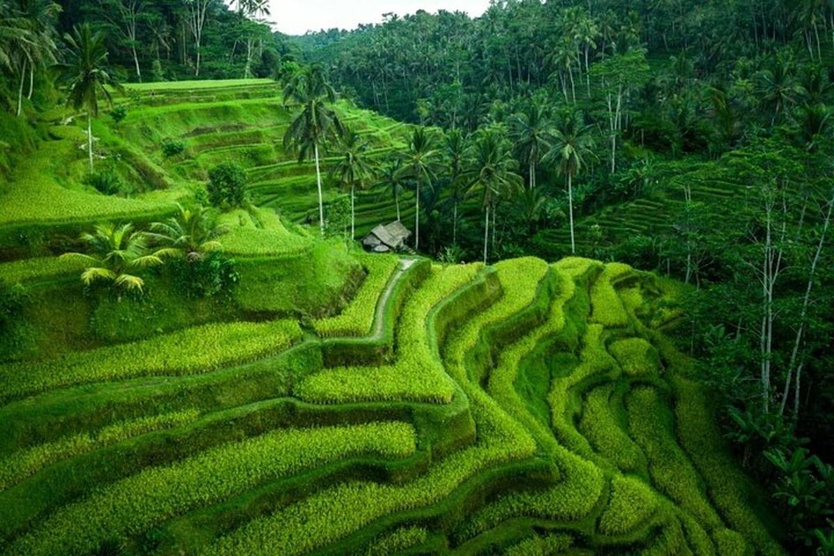 a lush green hillside with a field of grass