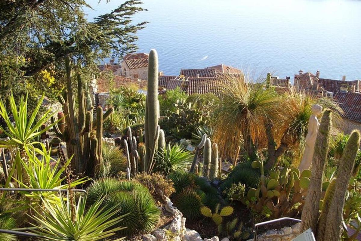 o grădină plină de cactuși și alte plante