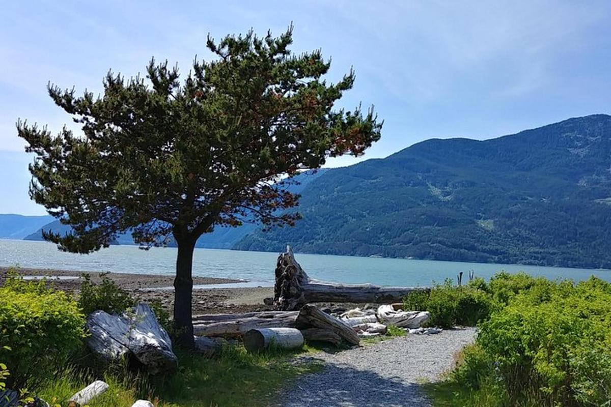 un albero che si trova su una spiaggia vicino a uno specchio d'acqua