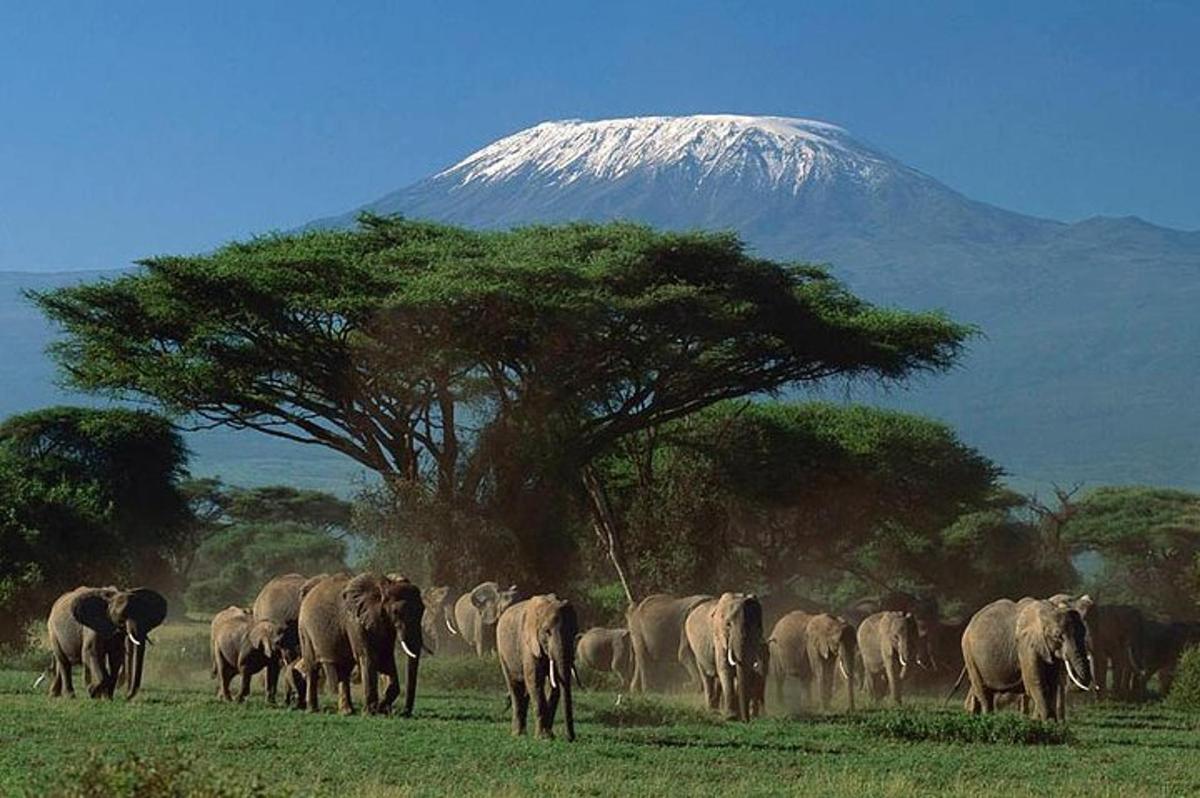 un ramat d'elefants caminant davant d'una muntanya
