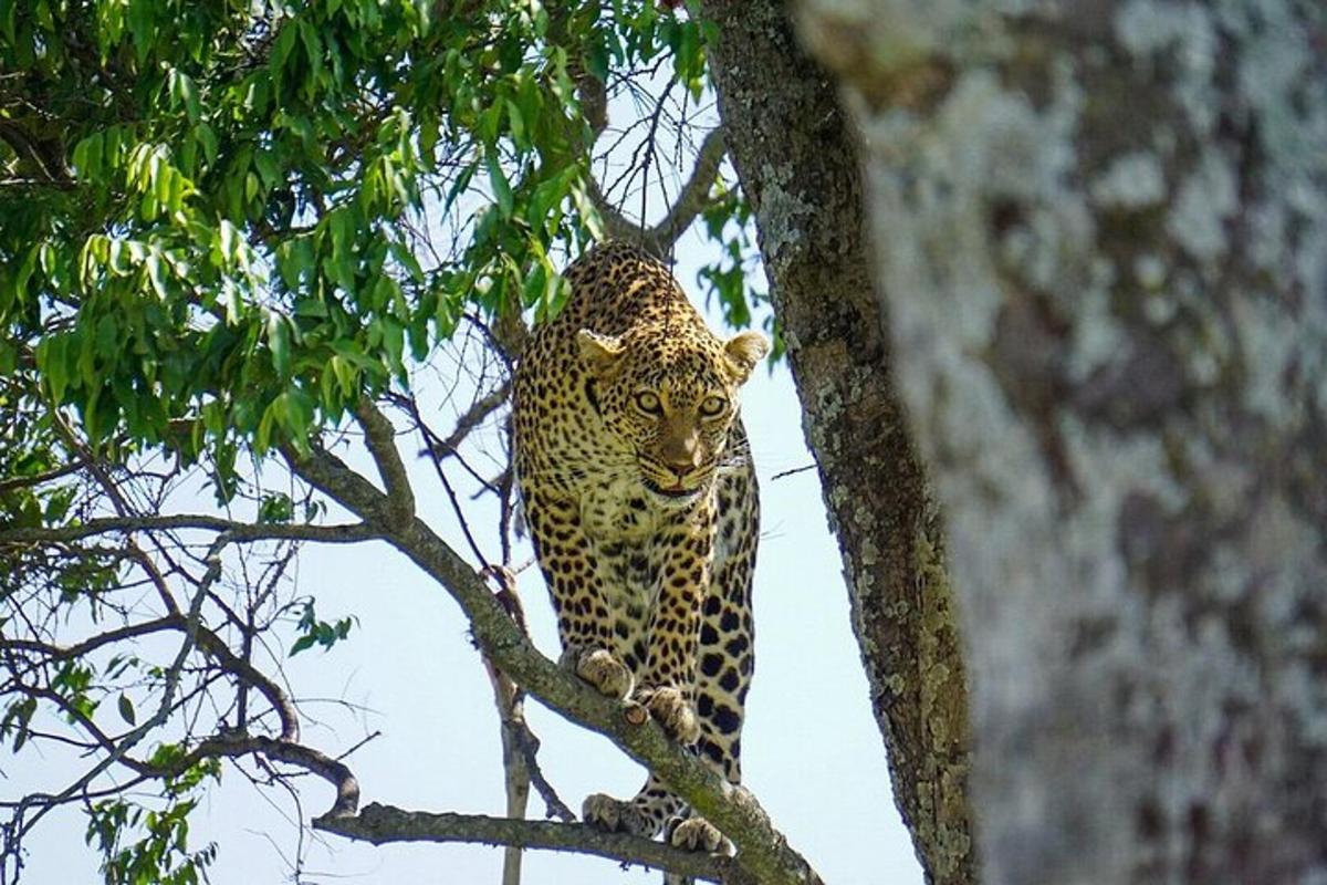 leopard stojaci na vrchole stromu