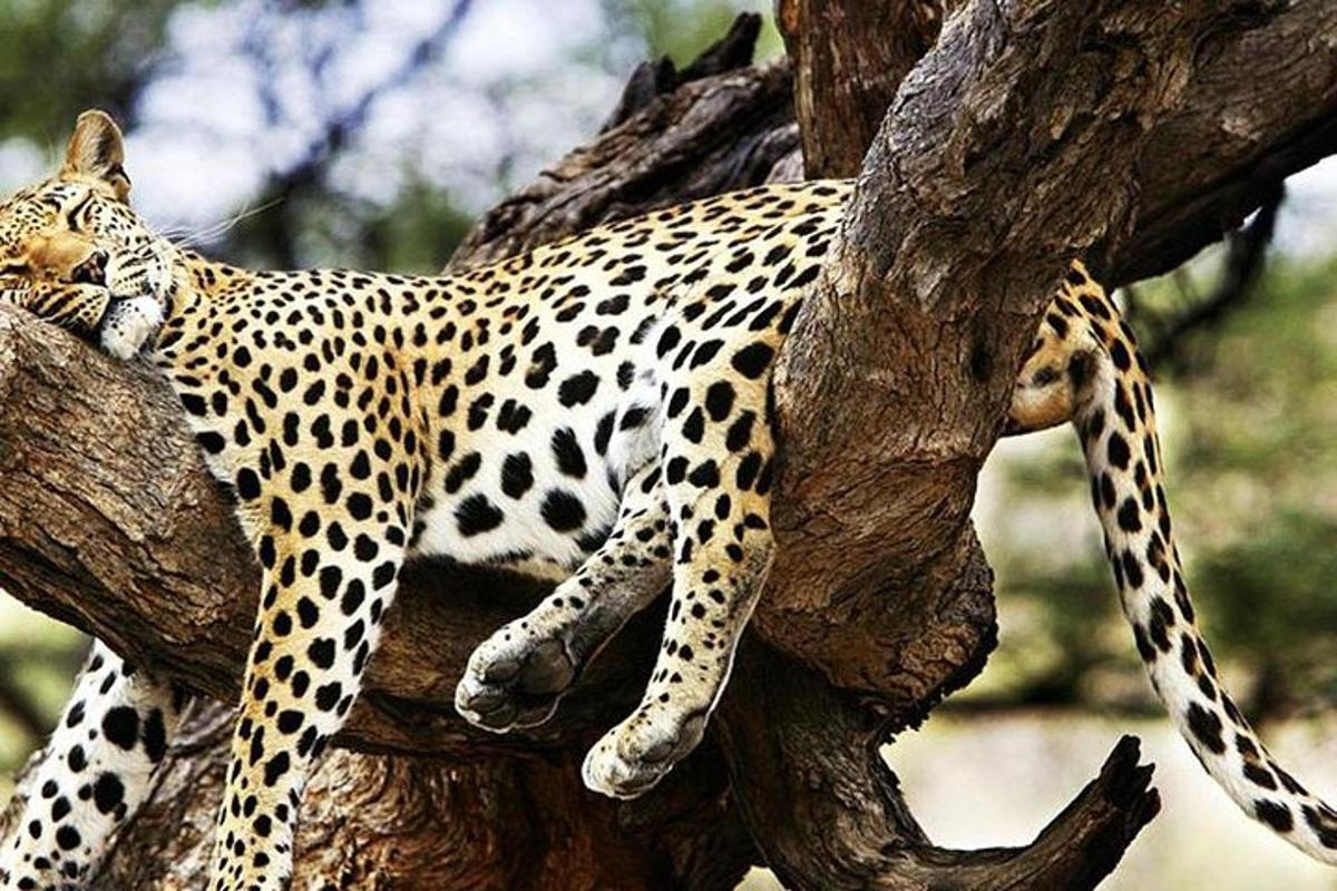 leopard spí na strome