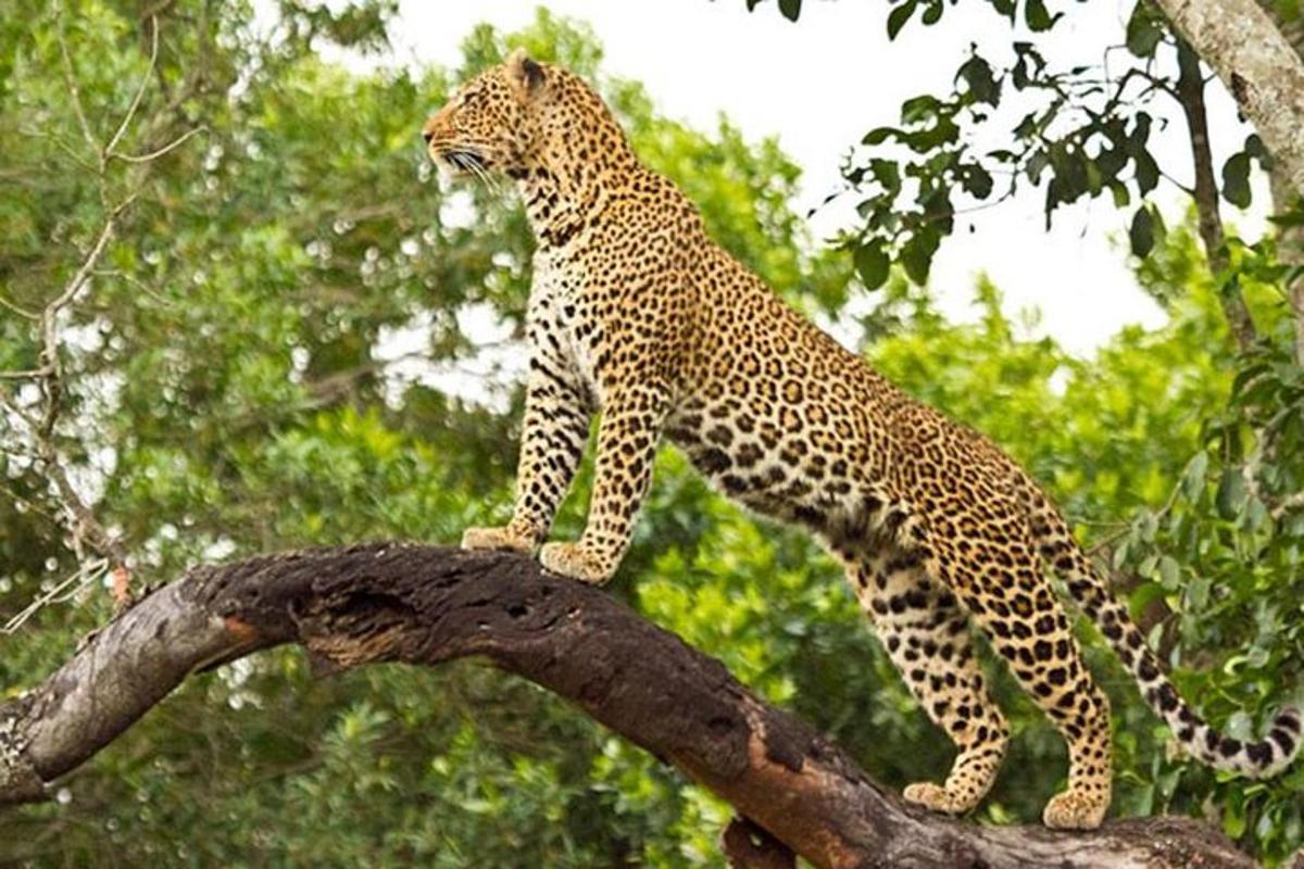 leopard stojící na větvi stromu