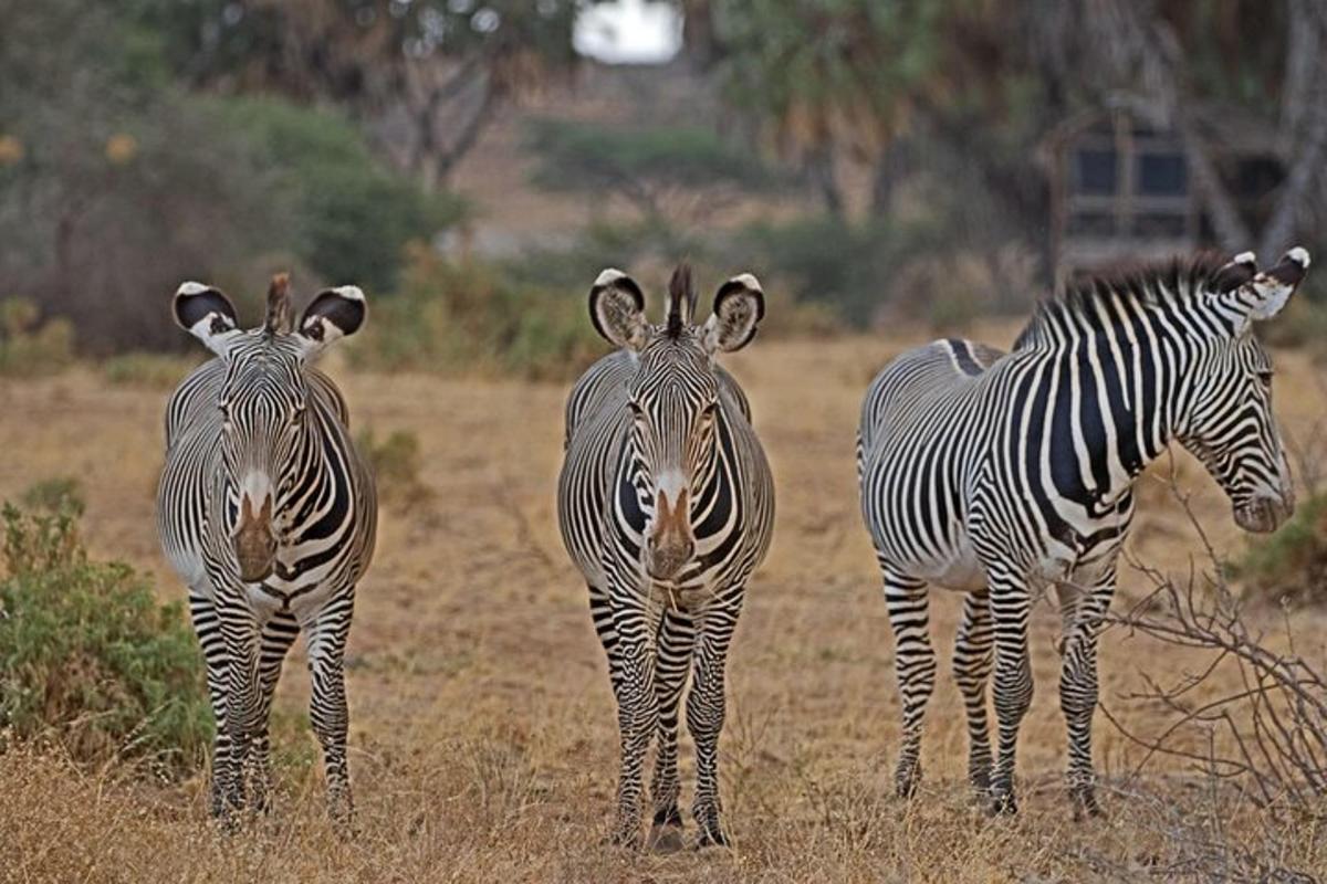 trys zebrai, stovintys vienas šalia kito lauke