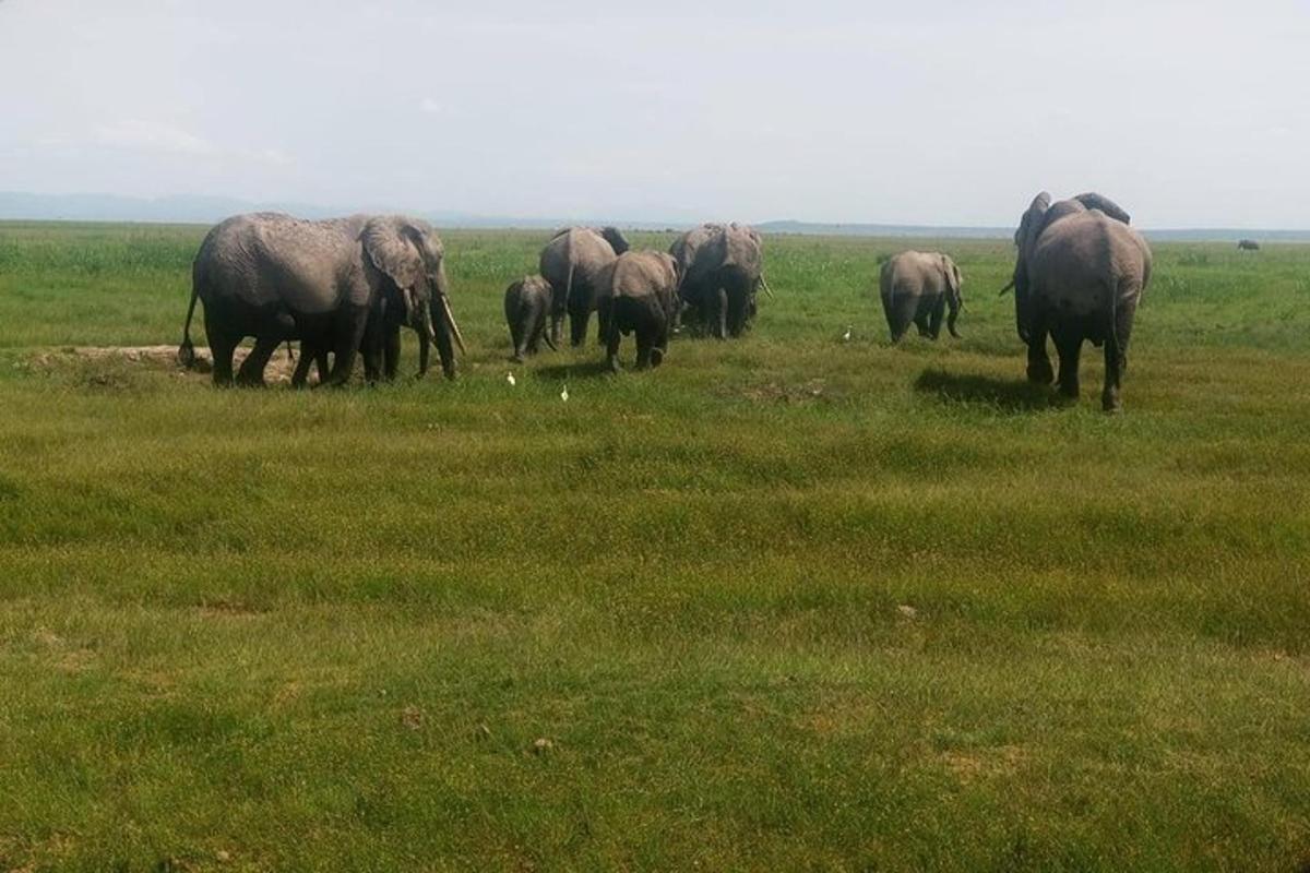 sekumpulan gajah sedang meragut di padang