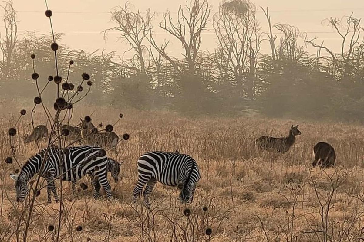 dua zebra dan hewan lain sedang merumput di ladang