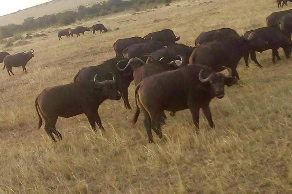 a herd of cows standing in a field