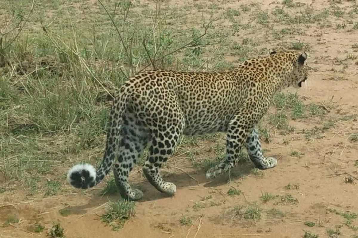 un leopardo in piedi nella polvere in un campo