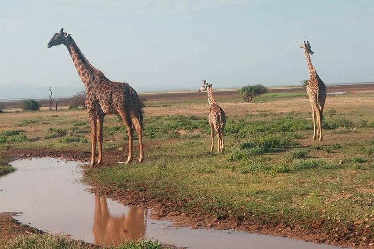 tre giraffe in piedi in un campo accanto a uno stagno