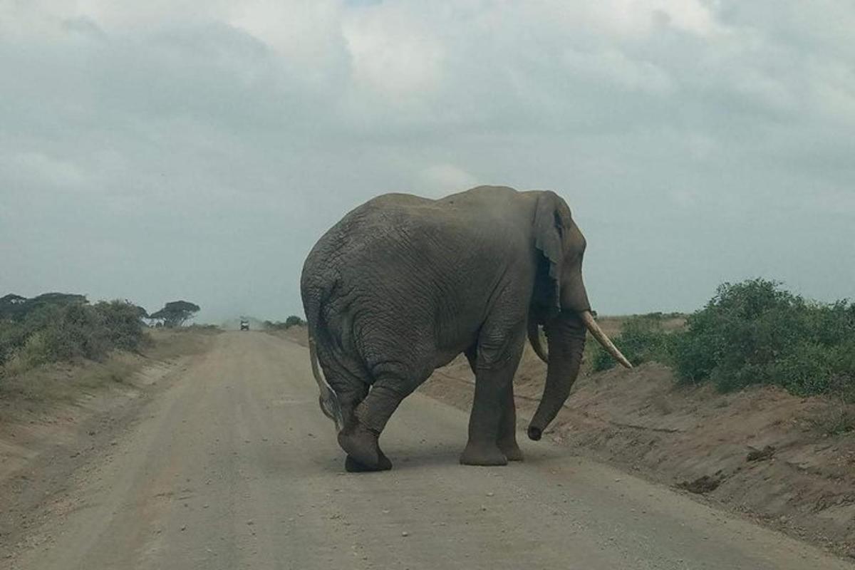 un elefante che cammina lungo una strada sterrata