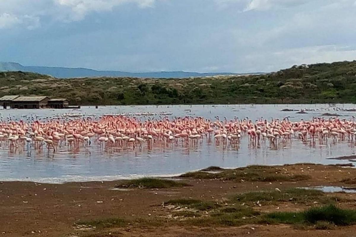 um bando de flamingos cor-de-rosa parados na água