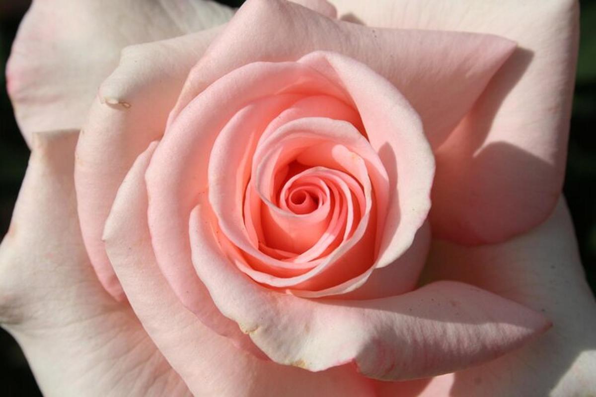um close de uma rosa rosa