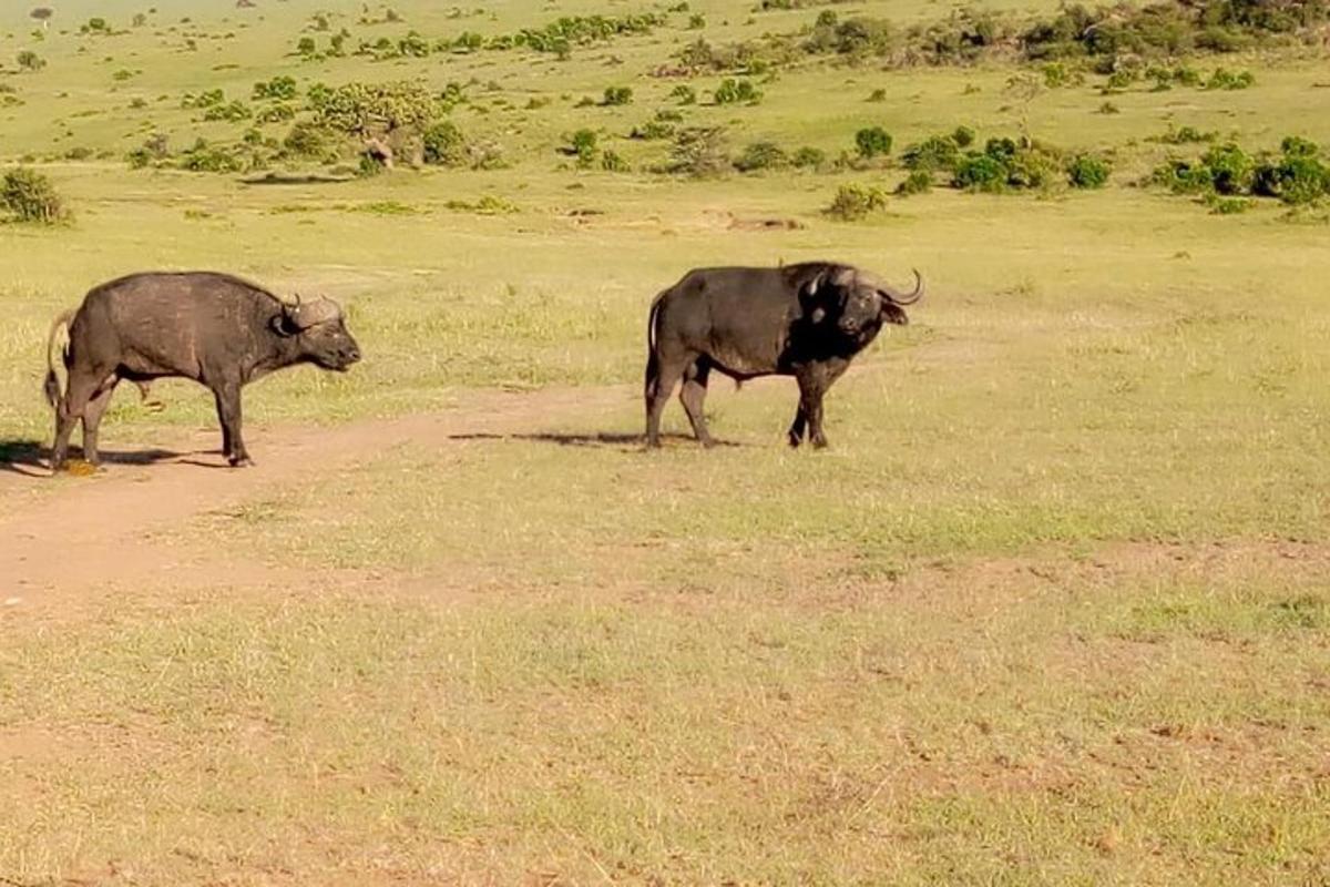 Dos animales de pie en un campo de hierba