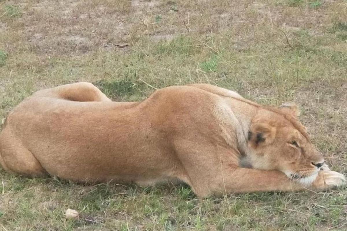 Un león tendido en la hierba de un campo