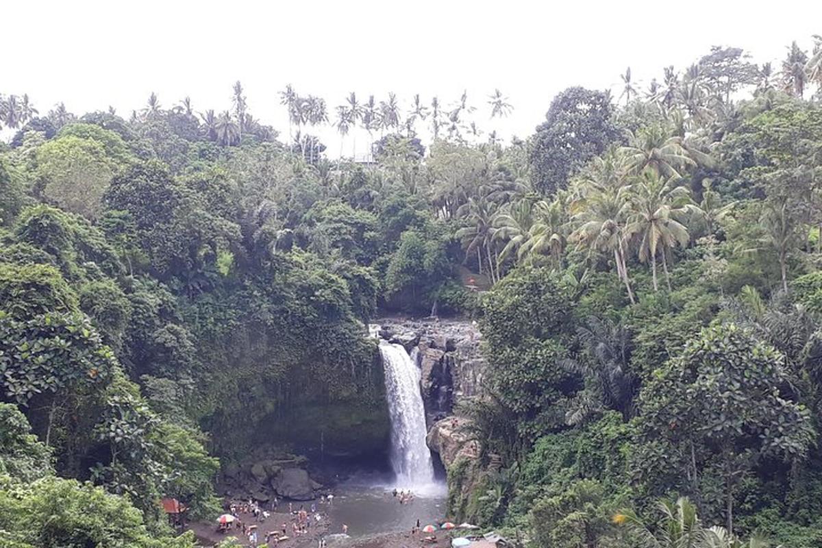 una cascada al mig d'un bosc