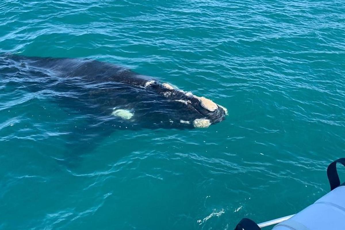 ikan paus berenang di dalam air di sebelah bot