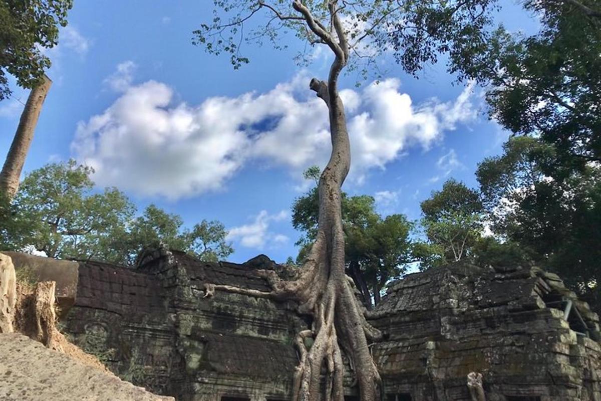 một cái cây mọc ở bên hông tòa nhà