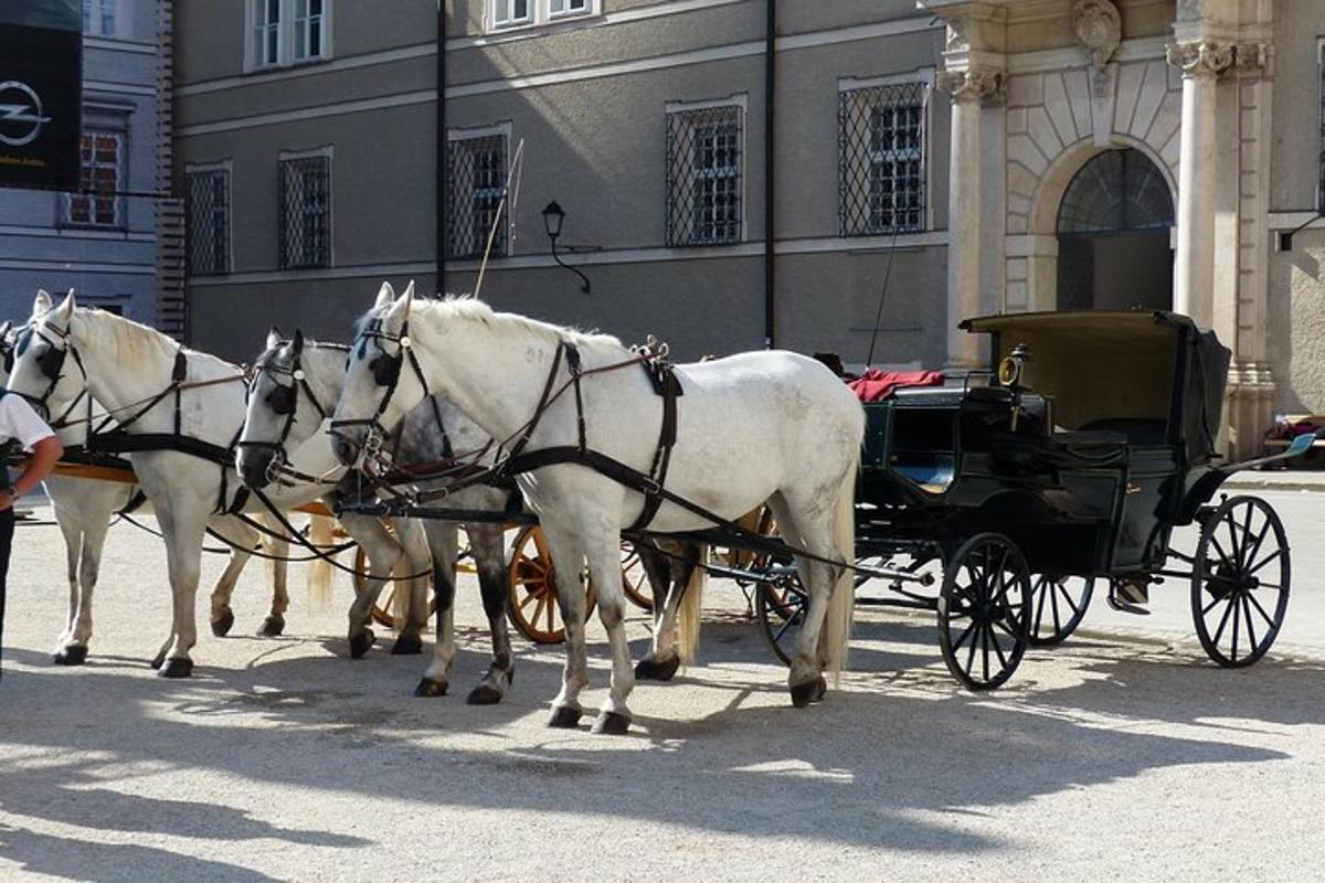 egy csoport fehér ló hintót húz az utcán