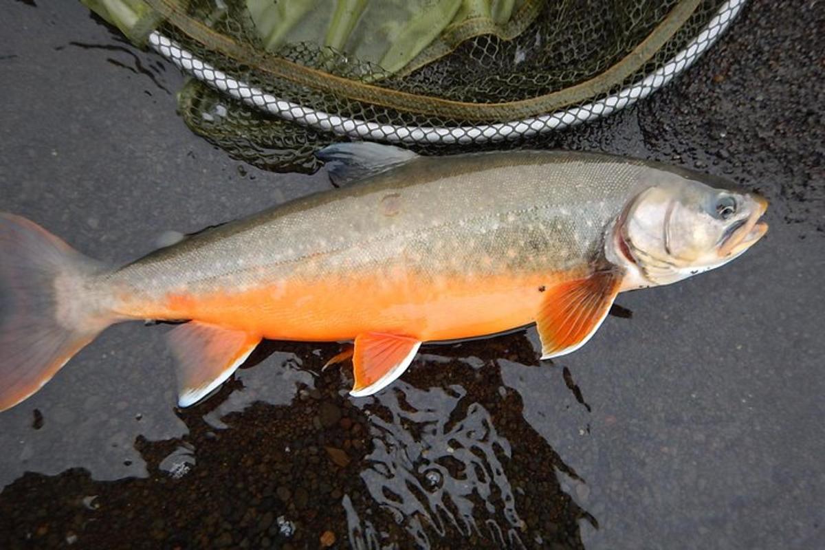 seekor ikan duduk di atas air di sebelah pukat