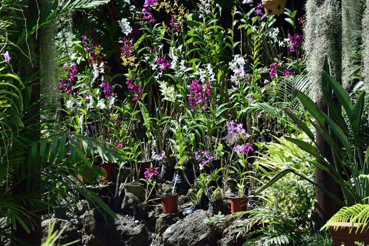 a garden with purple and white flowers and plants