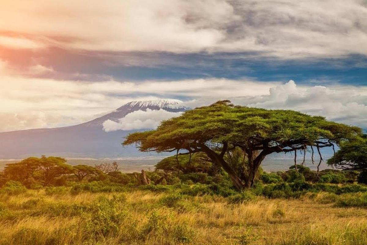 un albero in un campo con una montagna sullo sfondo