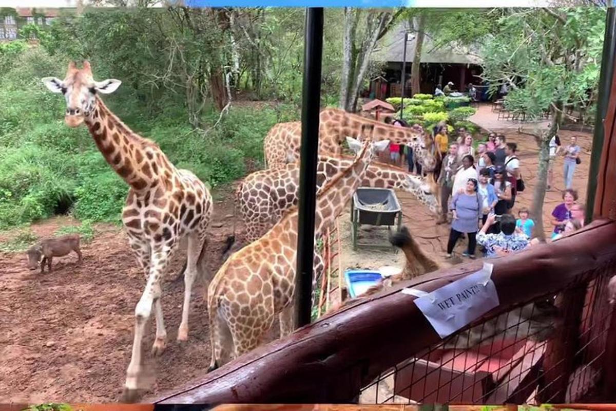 skupina žiraf ve výběhu v zoo