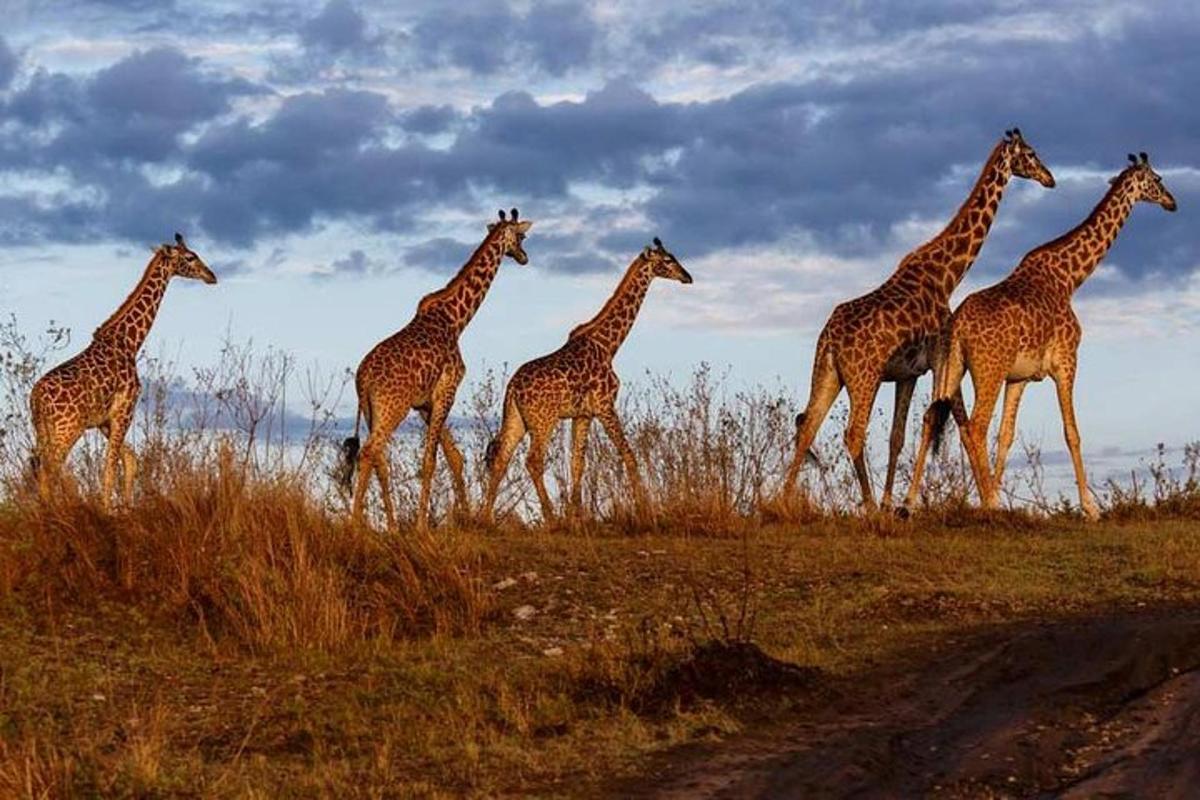 una manada de jirafas caminando por un campo