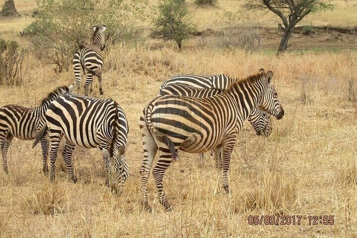 um grupo de zebras pastando em um campo
