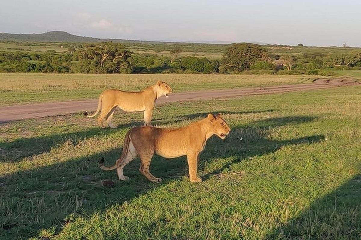 dois leões parados em um campo de grama