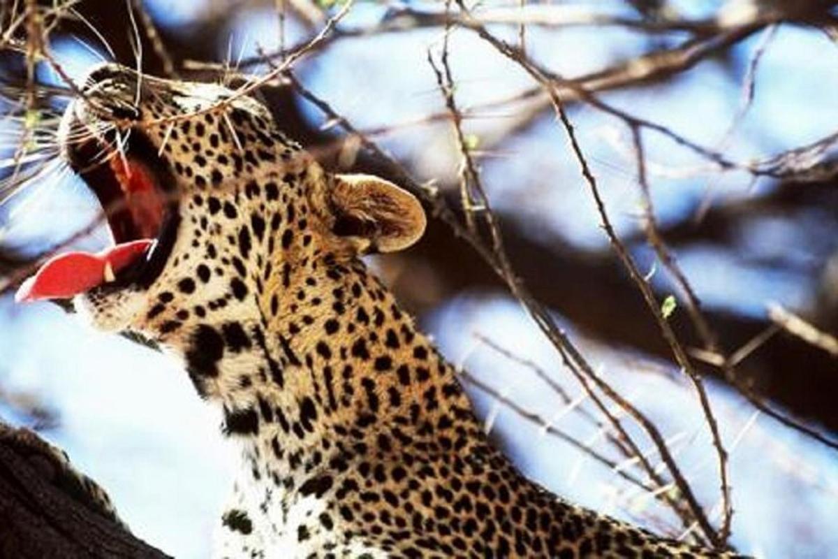 seekor cheetah menjelirkan lidahnya pada pokok