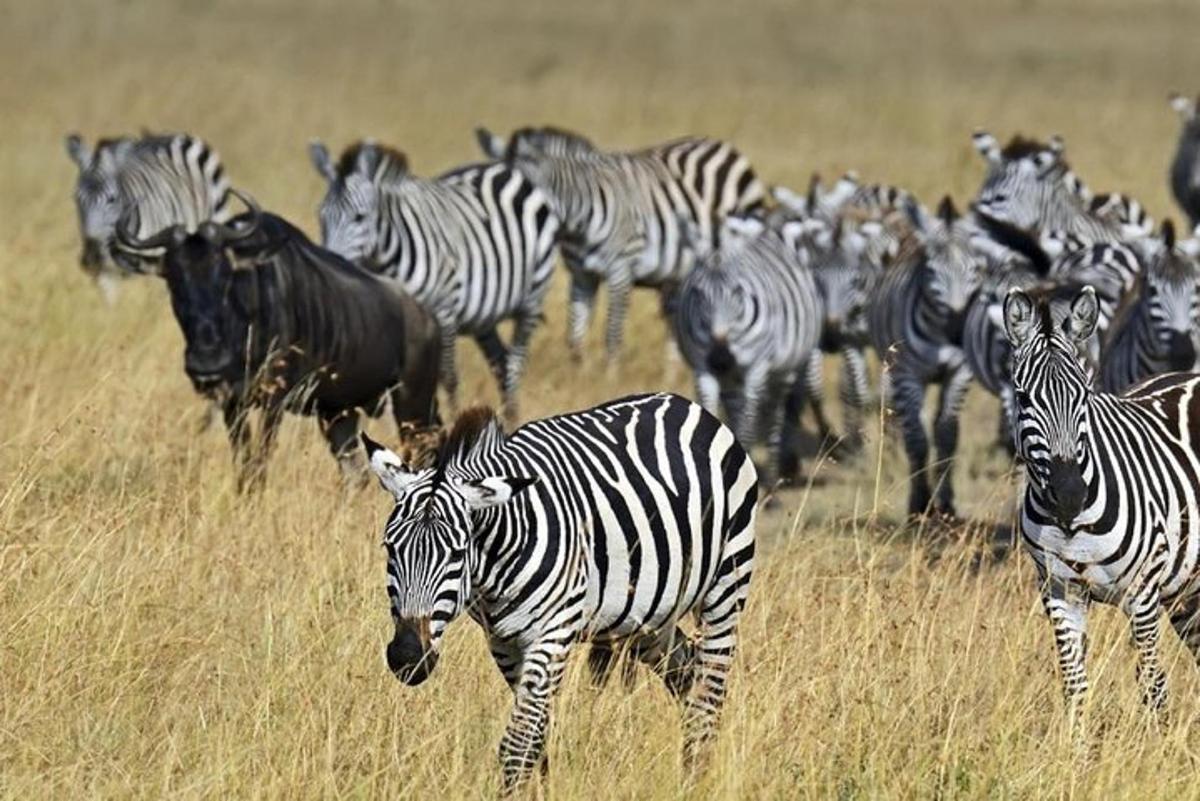 uma manada de zebras e outros animais em um campo