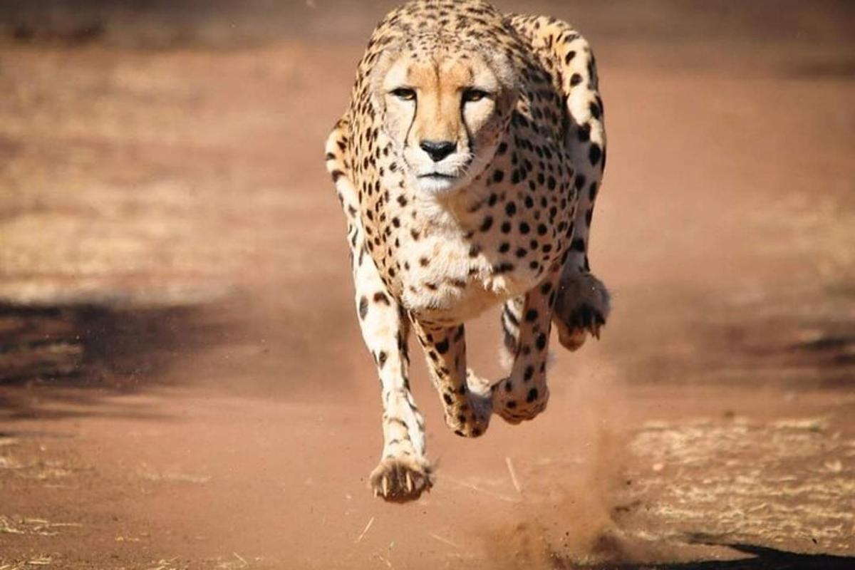 un ghepard alergând prin apă cu labele din față