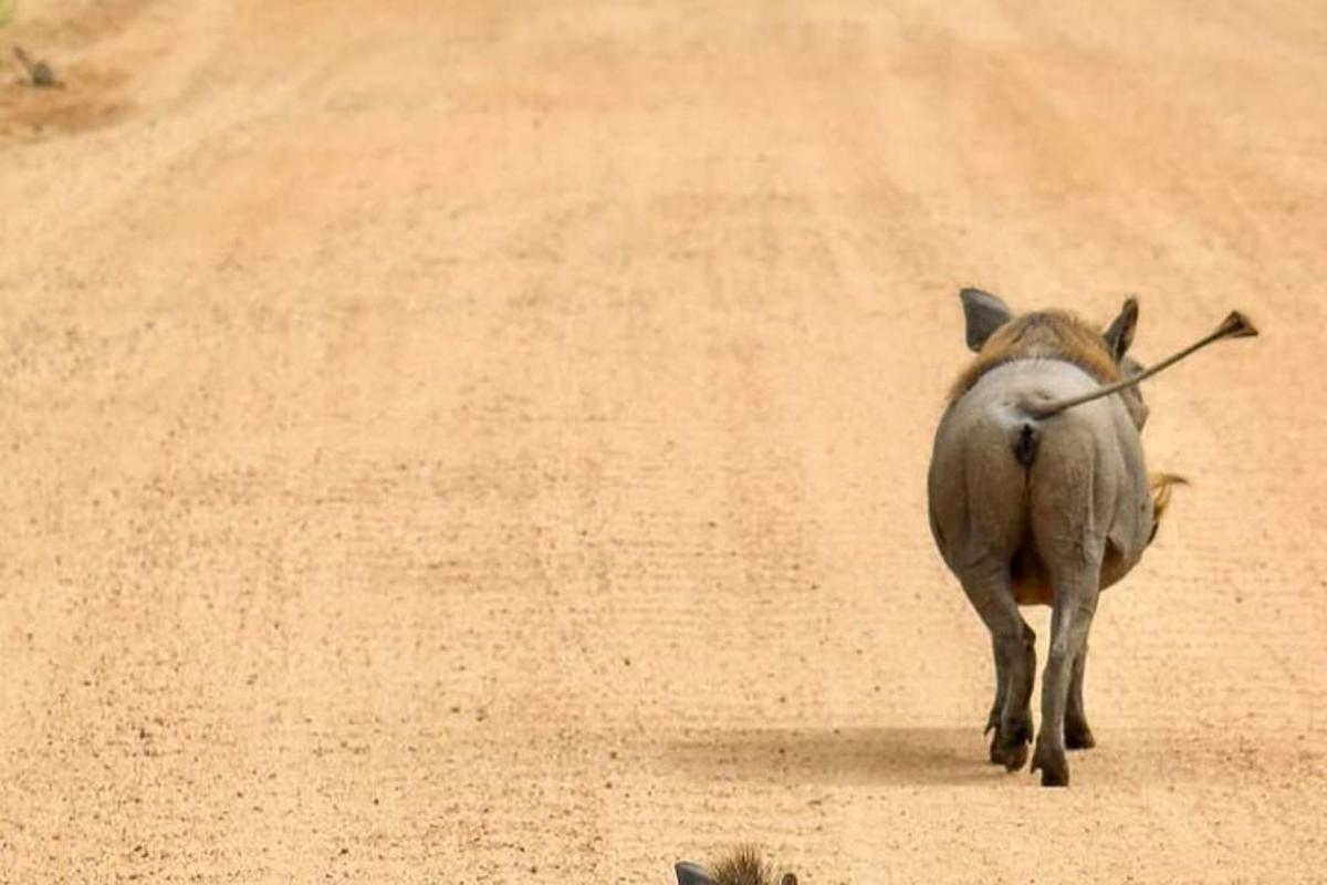 a donkey walking down a dirt road