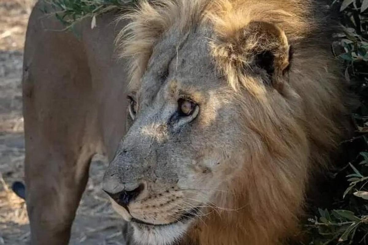 a lion is standing next to a bush