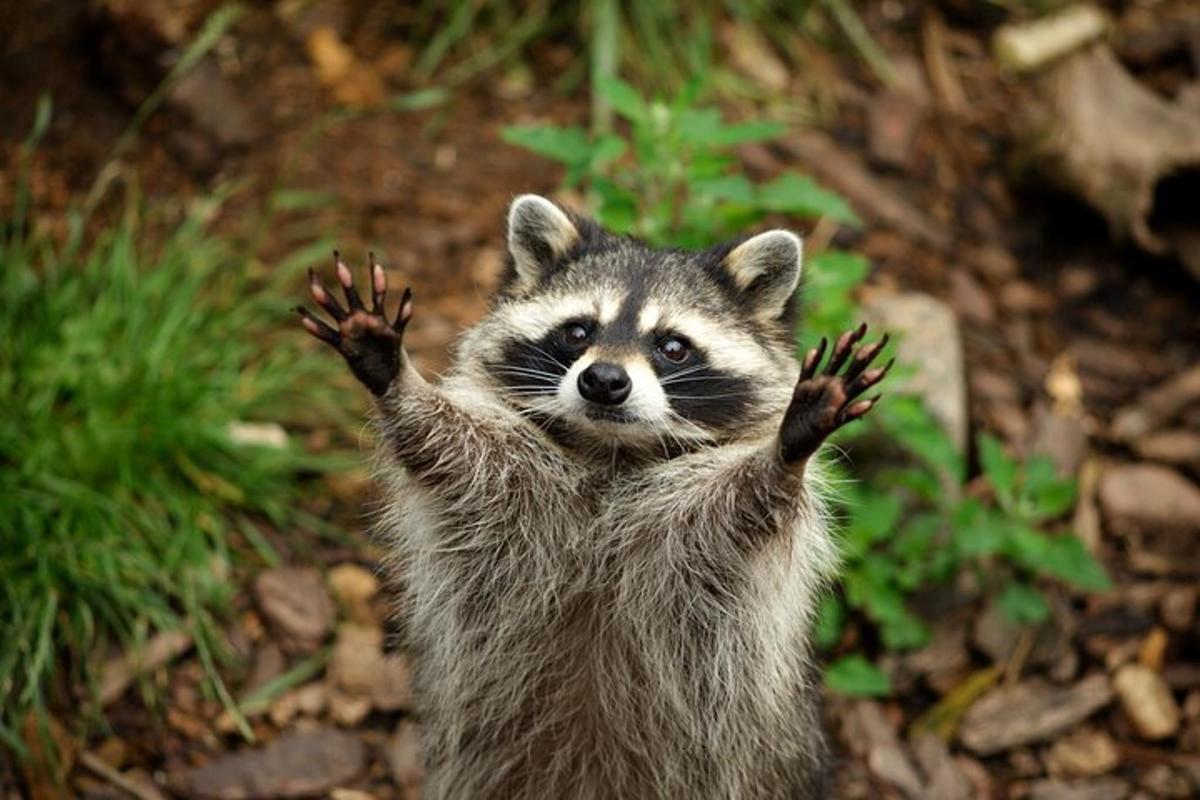 a raccoon standing with its paws in the air