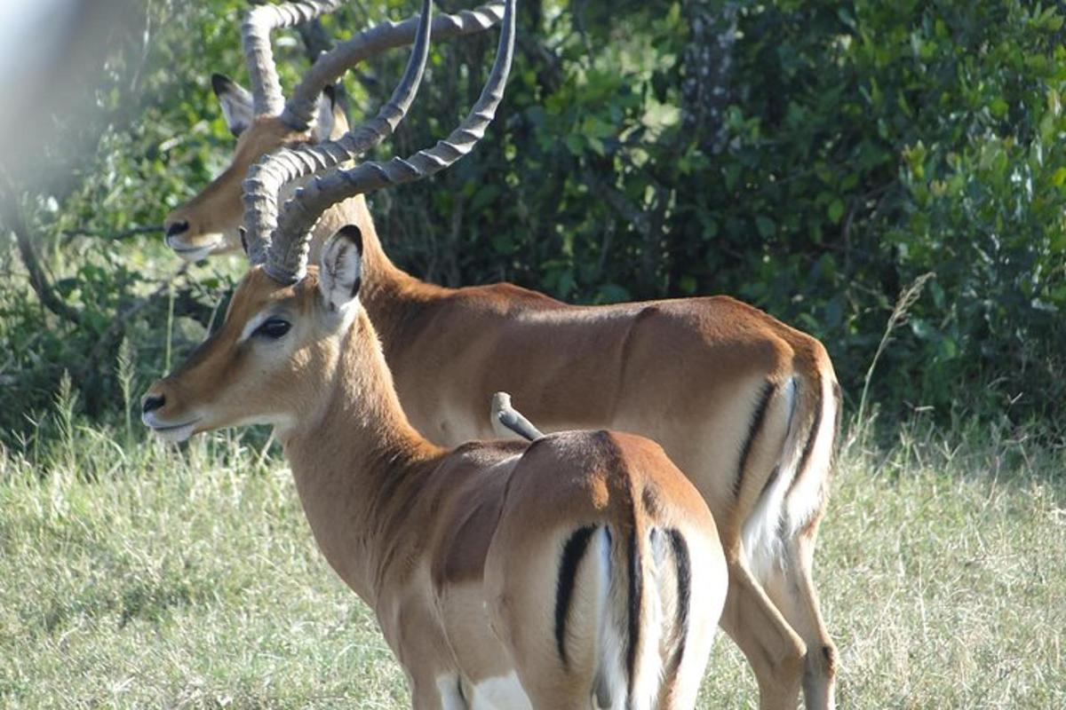două antilope stând pe un câmp cu iarbă