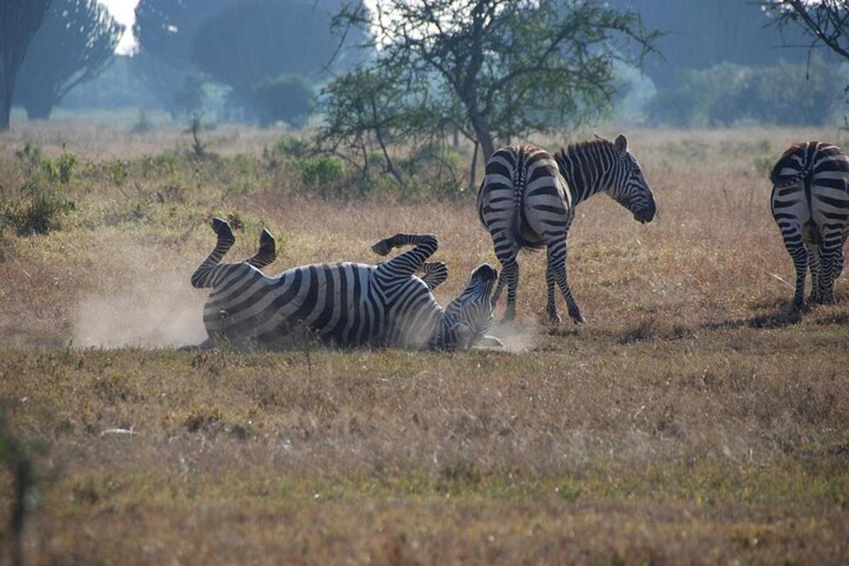 un grup de zebre care se joacă pe un câmp