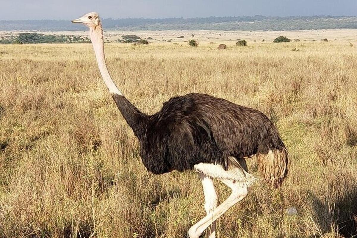 uno struzzo che cammina in un campo d'erba