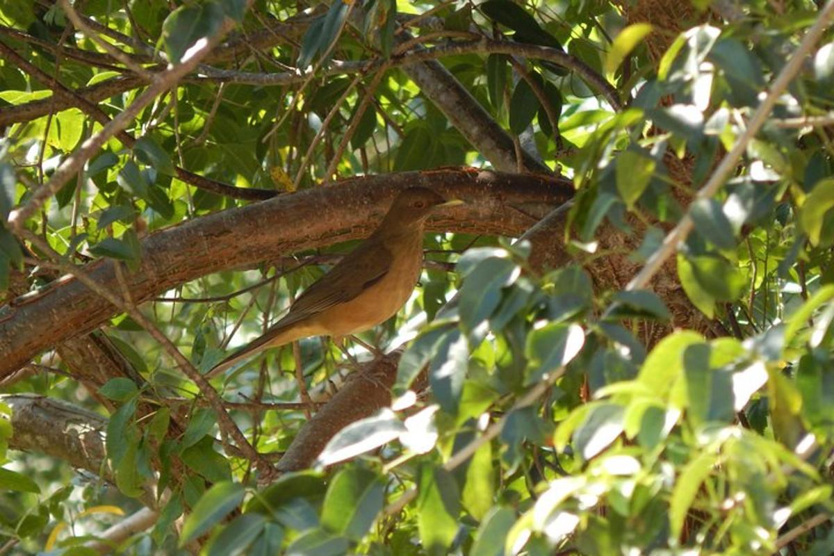 a bird perched on a branch of a tree