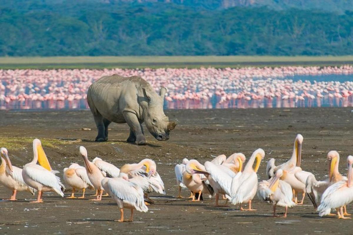 a rhino standing in front of a flock of birds