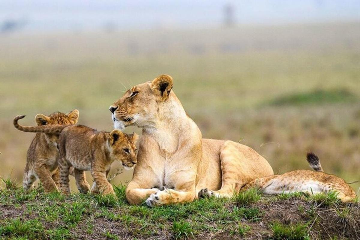 a lioness and her cubs sitting in the grass