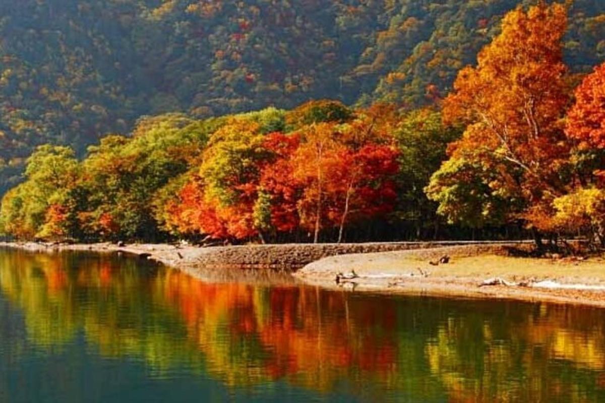 uno specchio d'acqua con un gruppo di alberi colorati
